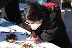 Identificando especies de Sargassum.